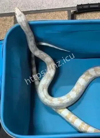 街头惊现1米多长白蛇